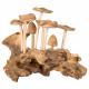 WOODEN CLUSTER OF MUSHROOMS ON DRIFTWOOD 1