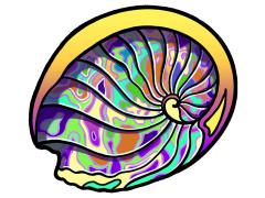 81002-Abalone-Shell
